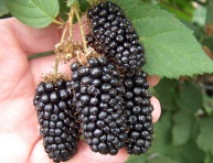 KARAKA BLACK