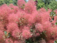 COTINUS COGGYGRIA "YOUNG LADY", C2