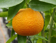 Citrus clementina "OROVAL"