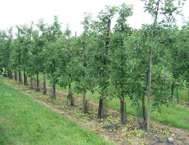 Pestovanie jabloní v tvare štíhleho vretena