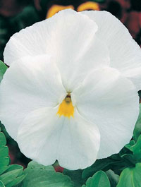Viola wittrockiana - biela