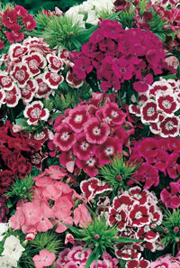 Dianthus barbatus - zmes