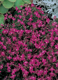 Lobelia erinus - červená