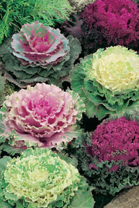 Brassica oleracea - zmes