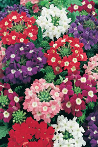 Verbena x hybrida - zmes