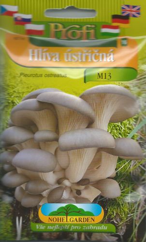 Hliva ustricovitá