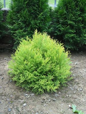 Thuja occidentalis "Rheingold"