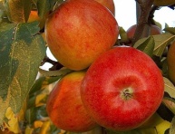 BRAEBURN, MM106