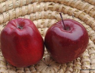 RED DELICIOUS, MM106