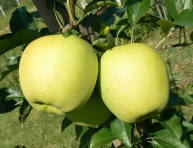 GOLDEN DELICIOUS, M9