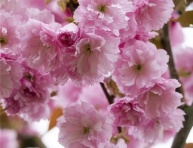 PRUNUS SERRULATA "KANZAN", K22