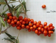 DOUBLE PARFUM, stromková