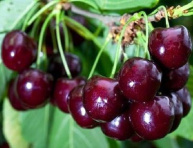 LINDA (R. arcticus), kont.