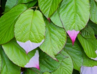 WEIKI - SAMČIA (A.arguta)