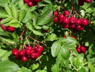 OSKORUŠA "HRUŠKOVÁ" (Sorbus domestica pyriformis)