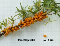 PANTĚLEJEVSKÁ, kont.