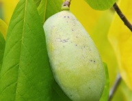 PAW PAW "OVERLEESE", kont.
