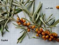 ČUJSKÁ