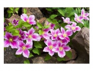 CLEMATIS "CARNABY"