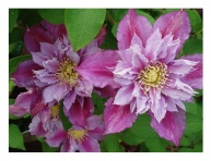 CLEMATIS "PIILU"