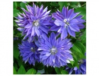 CLEMATIS "TESHIO"