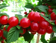 Sorbopyrus TATAROVA (bal.)