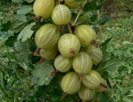 MUCURINESS ker, kont.