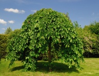 THUJA OCCIDENTALIS "SMARAGD", P9