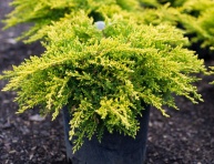 JUNIPERUS PFITZERIANA "OLD GOLD", P9