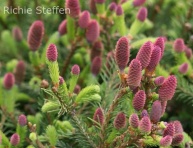PICEA ABIES "ACROCONA", C3