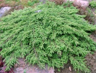JUNIPERUS COMMUNIS "GREEN CARPET", C3
