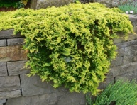 JUNIPERUS HORIZONTALIS "GOLDEN CARPET", C3