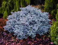 JUNIPERUS SQUAMATA "BLUE STAR", C1,5
