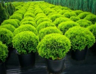 THUJA OCCIDENTALIS "DANICA", C3