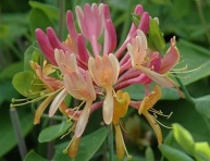 LONICERA HENRYI