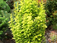 BERBERIS "RED JEWEL"