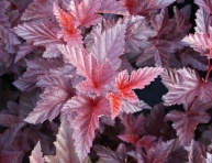 PHYSOCARPUS OPULIFOLIUS "SCHUCH", C3