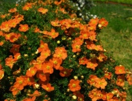 POTENTILLA FRUTICOSA "TANGERINE", C3