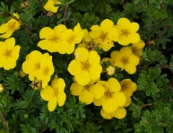 POTENTILLA FRUTICOSA "YELLOW BIRD", C2