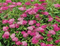 SPIRAEA JAPONICA "ANTHONY WATERER", C2