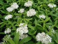 SPIRAEA JAPONICA "ALBIFLORA", C2