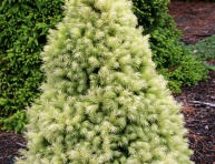 PICEA GLAUCA "RAINBOWS END", C2,5