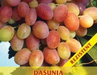 DAŠUNJA, kont.