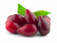 POINTILLA® AMOROSO® (Elaeagnus umbellata)