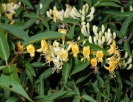 LONICERA ACUMINATA