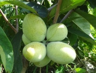 Sorbopyrus TATAROVA (bal.)