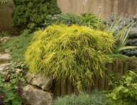 CHAMAECYPARIS PISIFERA "SUNGOLD", C3
