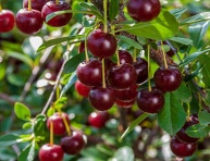 SCHIZANDRA ČÍNSKA (Schisandra chinensis), P9