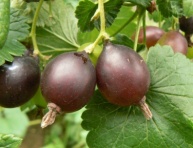 BRUSNICA "RED PEARL" (Vaccinium vitis-idaea)