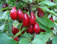 POINTILLA® AMOROSO® (Elaeagnus umbellata)